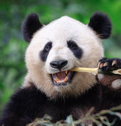 Feed panda, get word count tool