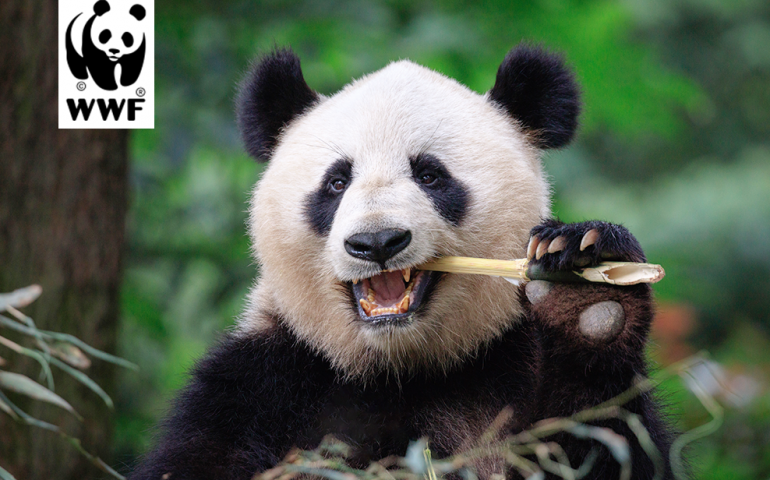 Feed panda, get word count tool